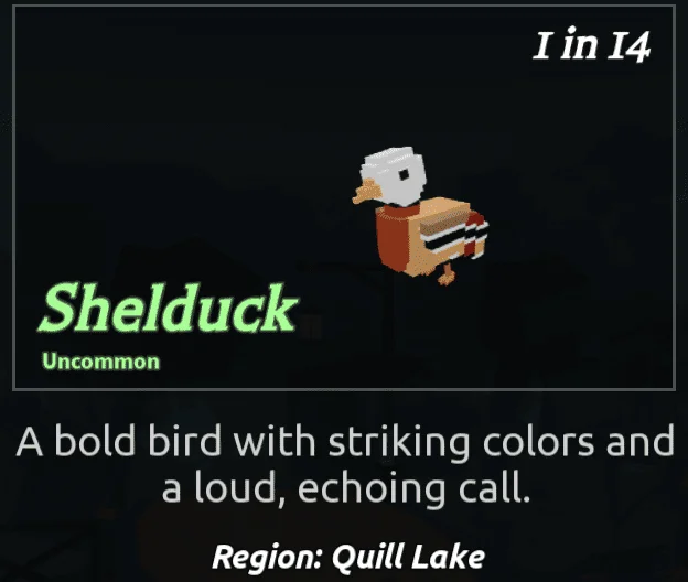 Shelduck